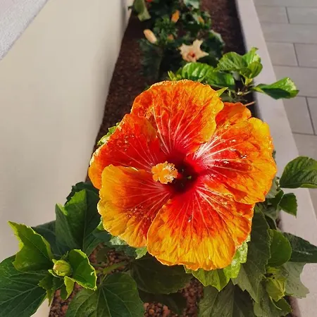 Casa vacanze La Casita La Matanza De Acentejo