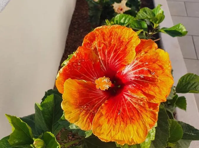 Prázdninový dům La Casita La Matanza De Acentejo